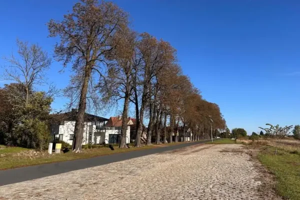 Utrudnienia na ul. Kasztanowej w gminie Gaworzyce – wycinka drzewa w sobotę