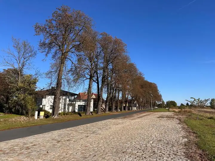 Utrudnienia na ul. Kasztanowej w gminie Gaworzyce – wycinka drzewa w sobotę