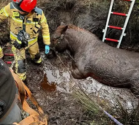 Akcja ratunkowa w Polkowicach: koń ugrzązł w rowie, strażacy walczyli o jego życie